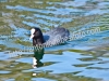img_1539-640x480-copia