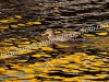 img_1579-640x480-copia