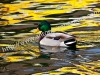 img_1606-640x480-copia