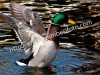 img_1613-640x480-copia